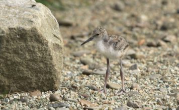 Pisily v La Pampě pečují o potomky