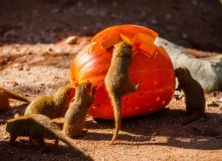 Dýně pro Zoo Ostrava