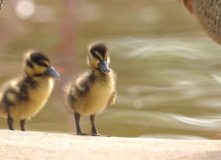 Mláďata husiček ve výběhu plameňáků
