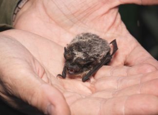 Mezinárodní noc pro netopýry 2022 v Zoo Ostrava