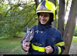 Moravskoslezští hasiči zachraňovali exotickou sovu