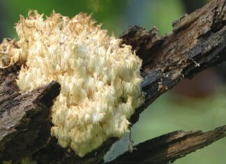 Mykologická zajímavost Zoo Ostrava: Korálová houba