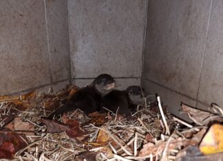 Mláďata vyder malých v Zoo Ostrava