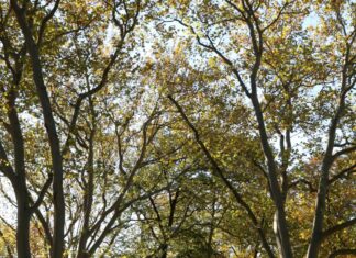 Pozvánka na přednášku Zoo Ostrava: Ostravské parky