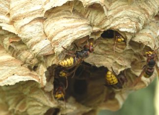 Biodiverzita v Zoo Ostrava: Nebojme se sršní