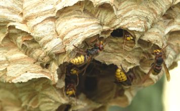 Biodiverzita v Zoo Ostrava: Nebojme se sršní