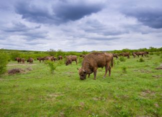 Pozvánka na přednášku Zoo Ostrava: Pastva velkých kopytníků – klíčová metoda péče o velké krajinné celky