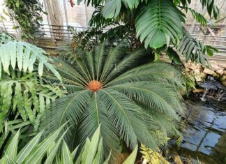 Komentované prohlídky skleníků v Zoo Ostrava prodlouženy až do Vánoc