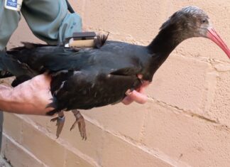 Další ibisi skalní ze Zoo Ostrava už létají v přírodě na jihu Španělska