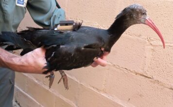 Další ibisi skalní ze Zoo Ostrava už létají v přírodě na jihu Španělska