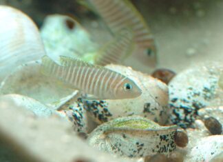 Pestřenec podobný – ryba šnekáč, co vrší písečné duny