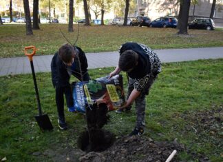 Nové stromy u ostravských škol