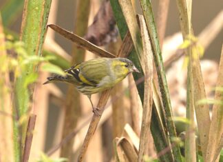 Biodiverzita v Zoo Ostrava: čížek lesní