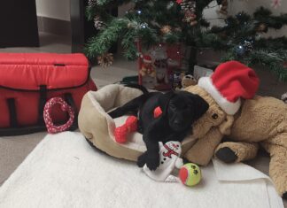 Vánoční dárky potěší i psy útulku v Ostravě-Třebovicích