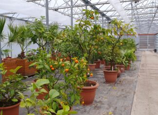 Botanické zajímavosti Zoo Ostrava: Adventní vůně z tropů