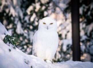 Vánoce v Zoo Ostrava