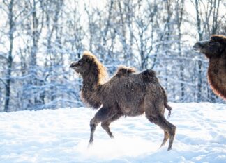 Vánoční dárky ze Zoo Ostrava