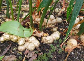 Botanické zajímavosti Zoo Ostrava: Koření Vánoc