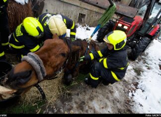 Hasiči v Ostravě pomáhali se zvednutím koně