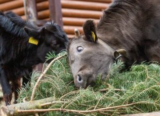 Neprodané vánoční stromky zpestřují jídelníček zvířatům v Zoo Ostrava