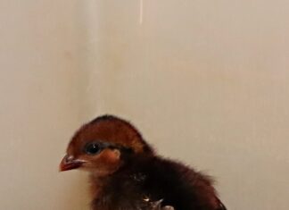 Křepelka korunkatá – 1. mládě roku 2023 v Zoo Ostrava