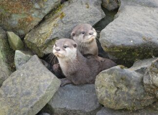 Mláďata vyder malých v Zoo Ostrava se mají čile k světu