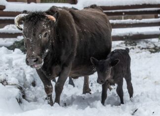 Mláďata nejmenšího plemene domácího skotu v Zoo Ostrava