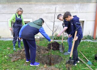 Nadace ČEZ vyhlašuje grant na výsadbu stromů, o podporu můžou žádat obce, školy, hasiči i skauti