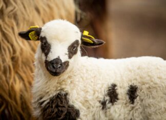 Nové přírůstky Na statku: černobílá mláďata u valašek