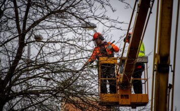 Ostrava zajistí ošetření stovek stromů napadených jmelím bílým