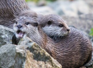 Oslavte Valentýna v Zoo Ostrava!