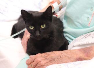 Trojice kočičích terapeutů pomáhá léčit pacienty