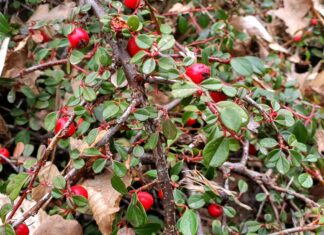 Botanické zajímavosti Zoo Ostrava: Drobné perly zimy