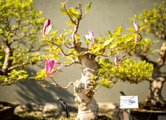 Bonsaje a ornamentální stromy opět k vidění v Zoo Ostrava