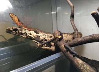 Mláďata vzácných krokodýlovců čínských v Zoo Ostrava