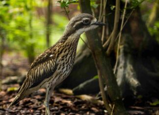 Získá Zoo Ostrava dalšího Bílého slona?