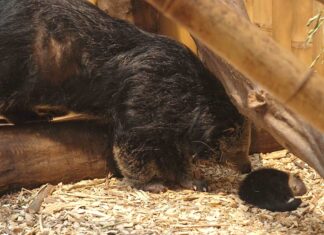 Mládě binturonga v Zoo Ostrava