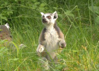 Ráj lemurů v Zoo Ostrava – blízké setkání s madagaskarskými primáty