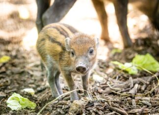 Vzácná prasata z Filipín v Zoo Ostrava mají mládě