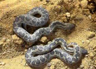 V Zoo Ostrava se poprvé rozmnožili hroznýšci skvrnití