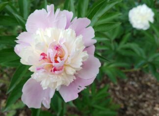 Botanické zajímavosti Zoo Ostrava: Císařské květiny