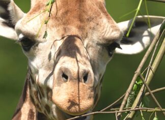 Safari expresem mezi stády afrických a asijských kopytníků