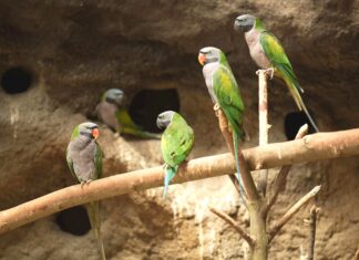 Mláďata alexandrů čínských v Zoo Ostrava vylétají z hnízdních budek