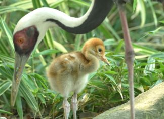 Vzácní jeřábi v Zoo Ostrava odchovávají svá první mláďata