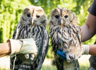 Ze Zoo Ostrava byl převezen historicky nevyšší počet puštíků bělavých do Rakouska. Posílí tamní divokou populaci.