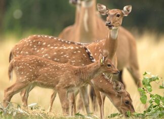 Dvě desítky mláďat na safari v Zoo Ostrava