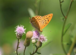 Biodiverzita Zoo Ostrava: Alarmující úbytek hmyzu ve světě