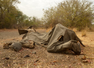 Den pro slony v Zoo Ostrava: přineste s sebou vysloužilý elektrospotřebič nebo nepotřebné oblečení, pomůžete chránit slony v přírodě