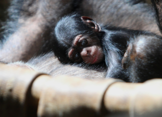 V Zoo Ostrava se narodilo mládě šimpanze