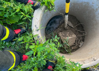 Záchrana bobra z jímky